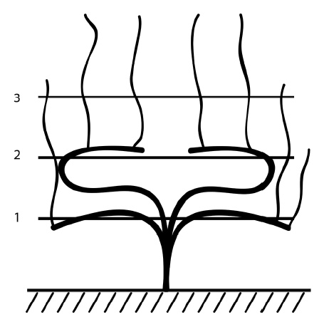 Иллюстрация к книге — Секреты выращивания винограда в любом климате. Проверенные способы формировки винограда [i_043.jpg]