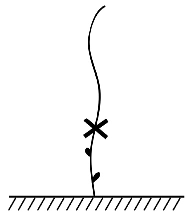 Иллюстрация к книге — Секреты выращивания винограда в любом климате. Проверенные способы формировки винограда [i_045.jpg]