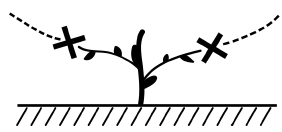 Иллюстрация к книге — Секреты выращивания винограда в любом климате. Проверенные способы формировки винограда [i_047.jpg]