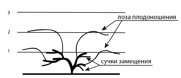 Иллюстрация к книге — Секреты выращивания винограда в любом климате. Проверенные способы формировки винограда [i_051.jpg]