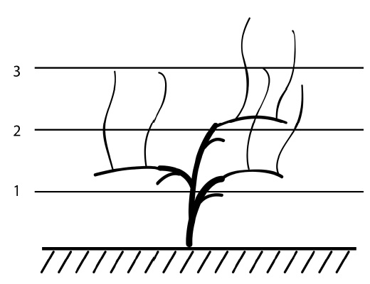 Иллюстрация к книге — Секреты выращивания винограда в любом климате. Проверенные способы формировки винограда [i_054.jpg]