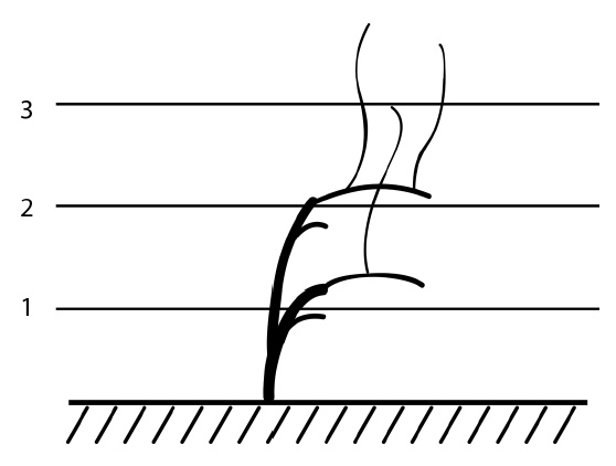 Иллюстрация к книге — Секреты выращивания винограда в любом климате. Проверенные способы формировки винограда [i_055.jpg]