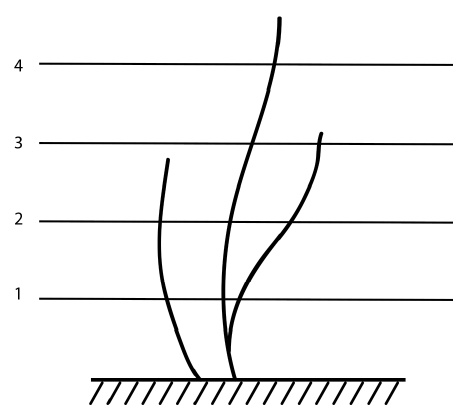 Иллюстрация к книге — Секреты выращивания винограда в любом климате. Проверенные способы формировки винограда [i_056.jpg]