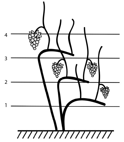 Иллюстрация к книге — Секреты выращивания винограда в любом климате. Проверенные способы формировки винограда [i_057.jpg]