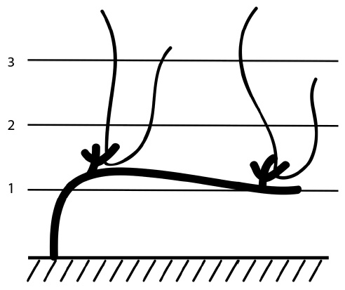 Иллюстрация к книге — Секреты выращивания винограда в любом климате. Проверенные способы формировки винограда [i_064.jpg]