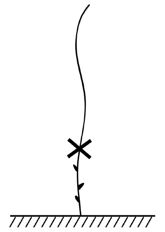 Иллюстрация к книге — Секреты выращивания винограда в любом климате. Проверенные способы формировки винограда [i_065.jpg]