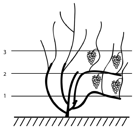 Иллюстрация к книге — Секреты выращивания винограда в любом климате. Проверенные способы формировки винограда [i_068.jpg]