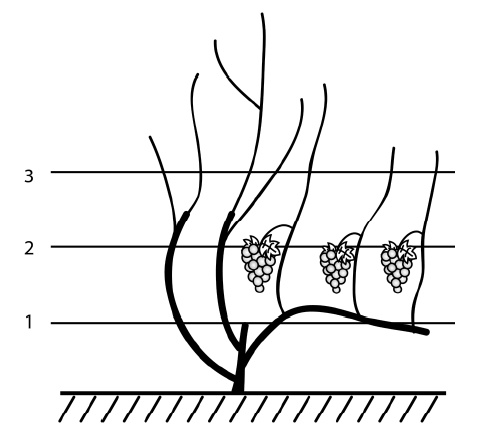 Иллюстрация к книге — Секреты выращивания винограда в любом климате. Проверенные способы формировки винограда [i_069.jpg]