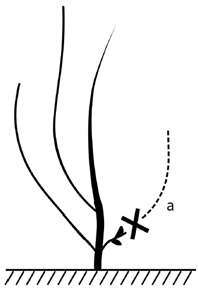 Иллюстрация к книге — Секреты выращивания винограда в любом климате. Проверенные способы формировки винограда [i_071.jpg]