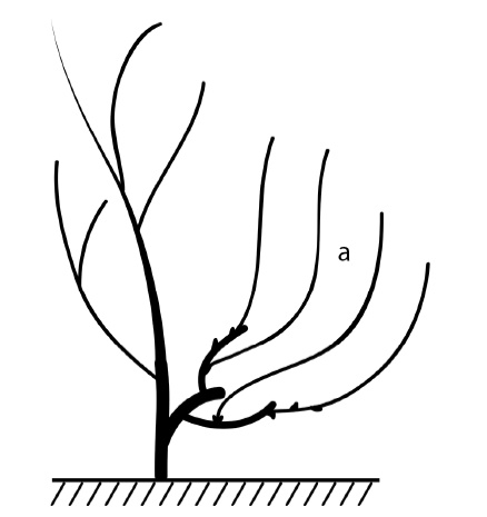 Иллюстрация к книге — Секреты выращивания винограда в любом климате. Проверенные способы формировки винограда [i_074.jpg]
