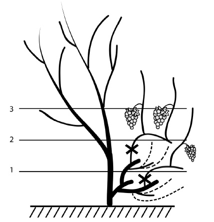 Иллюстрация к книге — Секреты выращивания винограда в любом климате. Проверенные способы формировки винограда [i_076.jpg]
