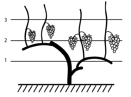 Иллюстрация к книге — Секреты выращивания винограда в любом климате. Проверенные способы формировки винограда [i_081.jpg]