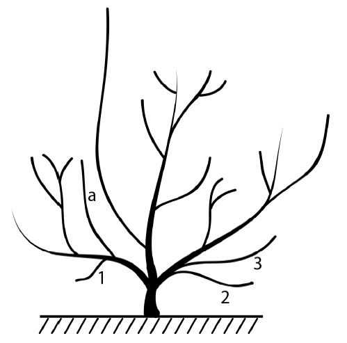 Иллюстрация к книге — Секреты выращивания винограда в любом климате. Проверенные способы формировки винограда [i_082.jpg]