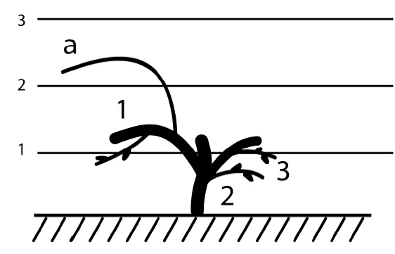 Иллюстрация к книге — Секреты выращивания винограда в любом климате. Проверенные способы формировки винограда [i_083.jpg]