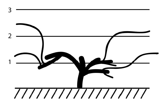 Иллюстрация к книге — Секреты выращивания винограда в любом климате. Проверенные способы формировки винограда [i_085.jpg]
