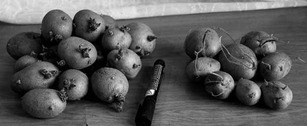 Иллюстрация к книге — Грядка для отличного урожая. Картофель без химии и хлопот, на любой почве [i_004.jpg]