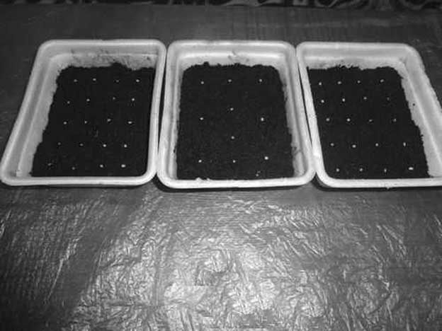 Иллюстрация к книге — Грядка для отличного урожая. Картофель без химии и хлопот, на любой почве [i_009.jpg]