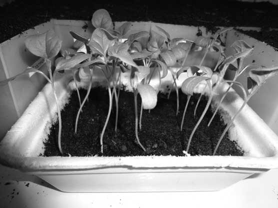 Иллюстрация к книге — Грядка для отличного урожая. Картофель без химии и хлопот, на любой почве [i_014.jpg]