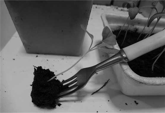 Иллюстрация к книге — Грядка для отличного урожая. Картофель без химии и хлопот, на любой почве [i_015.jpg]