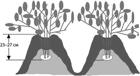 Иллюстрация к книге — Грядка для отличного урожая. Картофель без химии и хлопот, на любой почве [i_019.jpg]