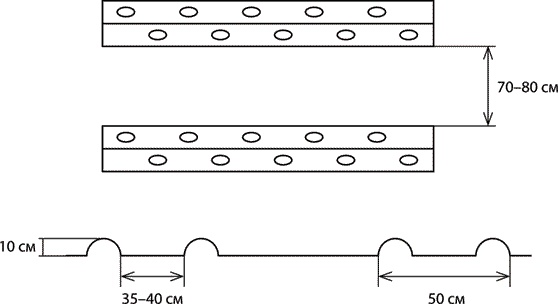 Иллюстрация к книге — Грядка для отличного урожая. Картофель без химии и хлопот, на любой почве [i_020.jpg]