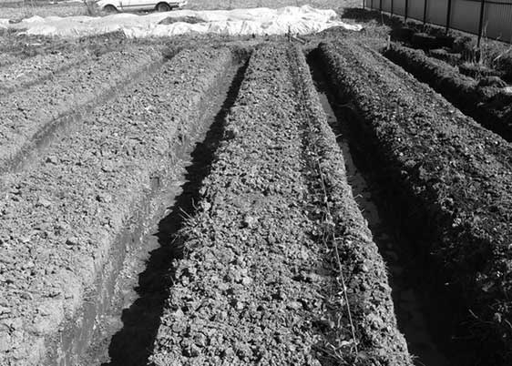 Иллюстрация к книге — Грядка для отличного урожая. Картофель без химии и хлопот, на любой почве [i_027.jpg]