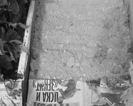 Иллюстрация к книге — Грядка для отличного урожая. Картофель без химии и хлопот, на любой почве [i_028.jpg]