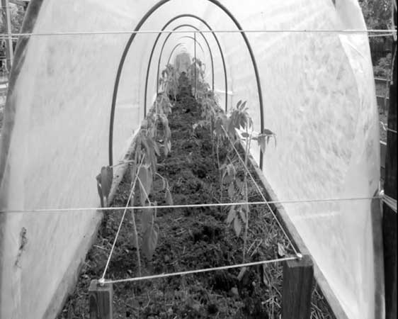 Иллюстрация к книге — Грядка для отличного урожая. Картофель без химии и хлопот, на любой почве [i_029.jpg]