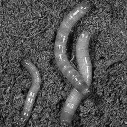 Иллюстрация к книге — Грядка для отличного урожая. Картофель без химии и хлопот, на любой почве [i_033.jpg]