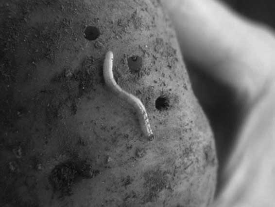 Иллюстрация к книге — Грядка для отличного урожая. Картофель без химии и хлопот, на любой почве [i_034.jpg]