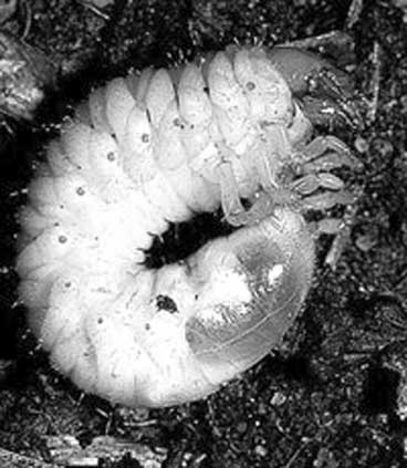 Иллюстрация к книге — Грядка для отличного урожая. Картофель без химии и хлопот, на любой почве [i_035.jpg]