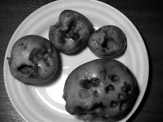 Иллюстрация к книге — Грядка для отличного урожая. Картофель без химии и хлопот, на любой почве [i_036.jpg]