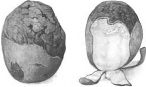 Иллюстрация к книге — Грядка для отличного урожая. Картофель без химии и хлопот, на любой почве [i_038.jpg]