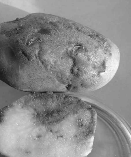 Иллюстрация к книге — Грядка для отличного урожая. Картофель без химии и хлопот, на любой почве [i_040.jpg]