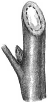 Иллюстрация к книге — Грядка для отличного урожая. Картофель без химии и хлопот, на любой почве [i_046.jpg]