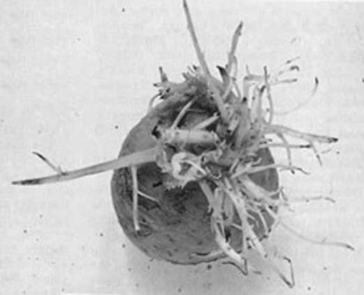 Иллюстрация к книге — Грядка для отличного урожая. Картофель без химии и хлопот, на любой почве [i_049.jpg]