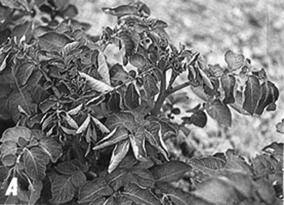 Иллюстрация к книге — Грядка для отличного урожая. Картофель без химии и хлопот, на любой почве [i_050.jpg]