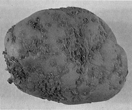 Иллюстрация к книге — Грядка для отличного урожая. Картофель без химии и хлопот, на любой почве [i_052.jpg]