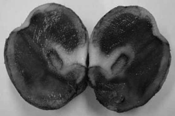 Иллюстрация к книге — Грядка для отличного урожая. Картофель без химии и хлопот, на любой почве [i_055.jpg]