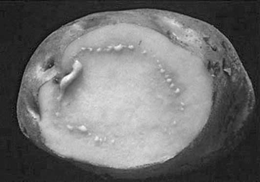 Иллюстрация к книге — Грядка для отличного урожая. Картофель без химии и хлопот, на любой почве [i_058.jpg]