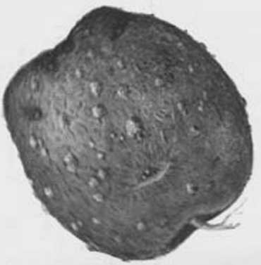 Иллюстрация к книге — Грядка для отличного урожая. Картофель без химии и хлопот, на любой почве [i_062.jpg]