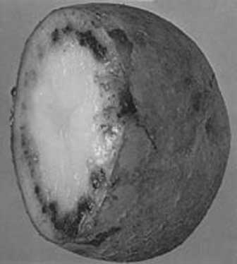 Иллюстрация к книге — Грядка для отличного урожая. Картофель без химии и хлопот, на любой почве [i_063.jpg]