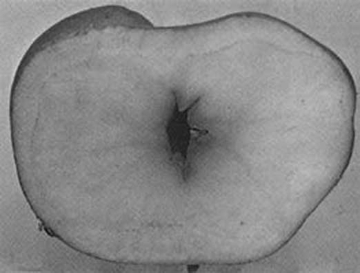 Иллюстрация к книге — Грядка для отличного урожая. Картофель без химии и хлопот, на любой почве [i_064.jpg]