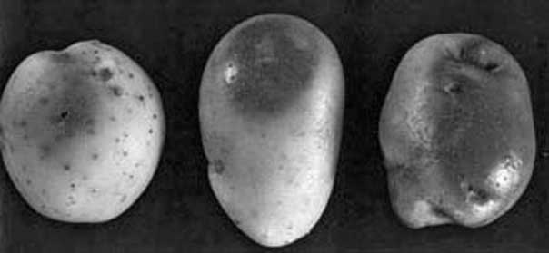 Иллюстрация к книге — Грядка для отличного урожая. Картофель без химии и хлопот, на любой почве [i_067.jpg]