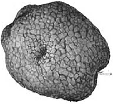 Иллюстрация к книге — Грядка для отличного урожая. Картофель без химии и хлопот, на любой почве [i_069.jpg]