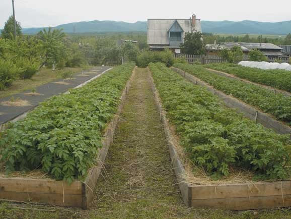 Иллюстрация к книге — Грядка для отличного урожая. Картофель без химии и хлопот, на любой почве [i_074.jpg]