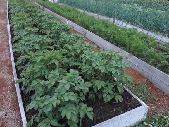 Иллюстрация к книге — Грядка для отличного урожая. Картофель без химии и хлопот, на любой почве [i_075.jpg]