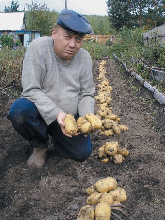 Иллюстрация к книге — Грядка для отличного урожая. Картофель без химии и хлопот, на любой почве [i_079.jpg]