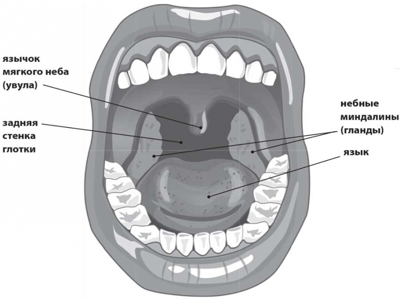 Иллюстрация к книге — УХОГОРЛОНОС. Как правильно лечить самые частые болезни у детей и взрослых [i_012.jpg]