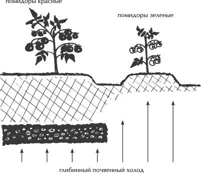 Иллюстрация к книге — Большая книга сада и огорода по-новому [i_012.jpg]